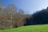 08_Ultimi giorni con alberi spogli